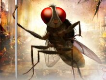 ‘ఈగ’కు ఇప్పుడైనా పూర్తి న్యాయం జరుగుతుందా?