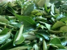 కండోమ్ల కంటే కరివేపాకే ఎక్కువ సేల్