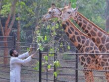 జిరాఫీలను దత్తత తీసుకున్న పవన్