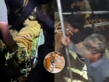 హమ్మయ్య… ఎట్టకేలకు దొరికిన పెద్దపులి